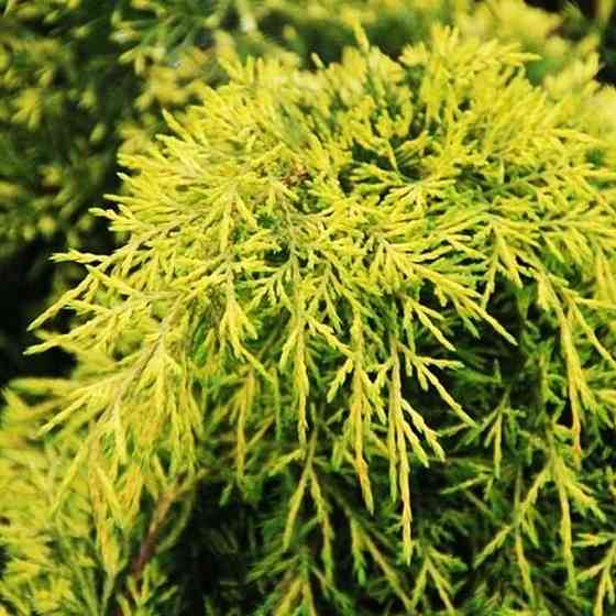 Саджанці ялівцю Голд Стар Чернівці