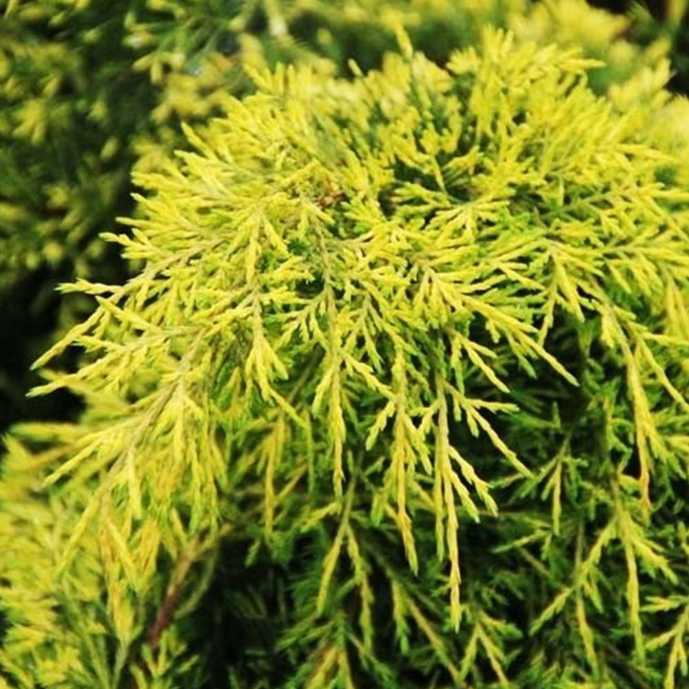 Саджанці ялівцю Голд Стар Чернівці - фото 3