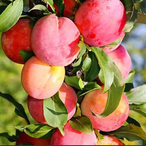 Саджанці колоноподібної сливи Шедевр (привитий) - 1-річний Чернівці - фото 1