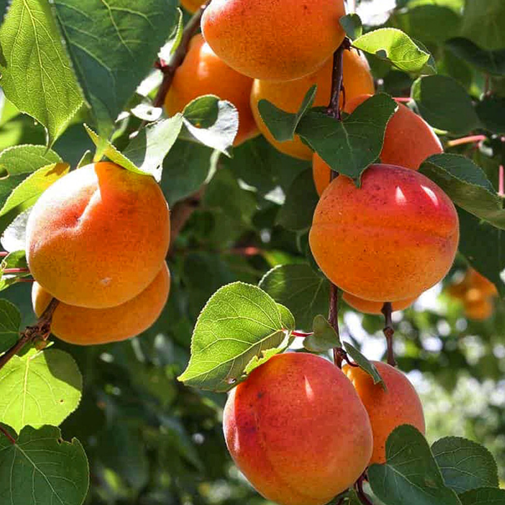 Саджанці абрикоса Київський Ранній (привитий) - 2-річний Чернівці - фото 3