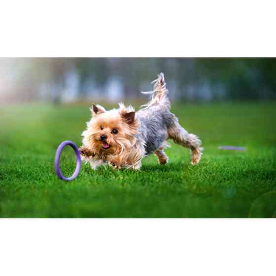 Тренувальний снаряд для собак PULLER Micro (діаметр 12,5 см) Коломыя