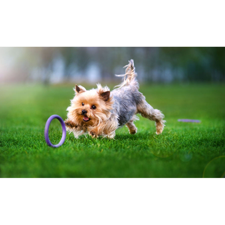 Тренувальний снаряд для собак PULLER Micro (діаметр 12,5 см) Коломыя - изображение 2
