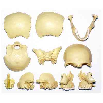 Пазл 4D Master Об&apos;ємна анатомічна модель Череп людини (FM-626111) Вінниця