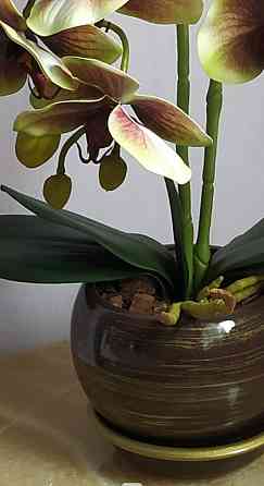 Штучна латексна орхідея VIP у коричневому керамічному кашпо на дві гілки салатово-бордова Дніпро