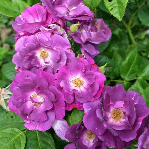 Саджанці троянд Рапсодія Ін Блю (привитий) - 2-річний Чернівці