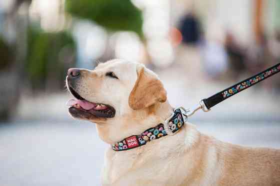 Нашийник для собак шкіряний WAUDOG Design з QR паспортом, малюнок "Пончики", L, Ш 25 мм, Дов 38 Коломыя