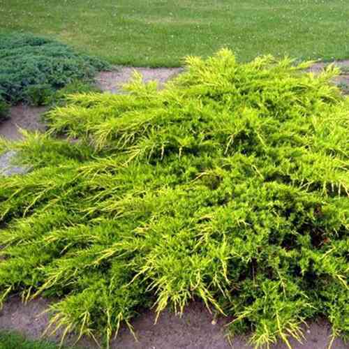 Саджанці ялівцю Шерідан Голд (черенкований) - 3-річний Чернівці