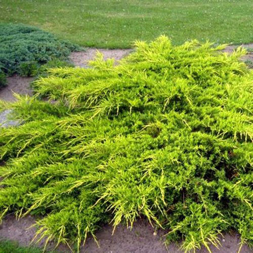 Саджанці ялівцю Шерідан Голд (черенкований) - 3-річний Чернівці - фото 1