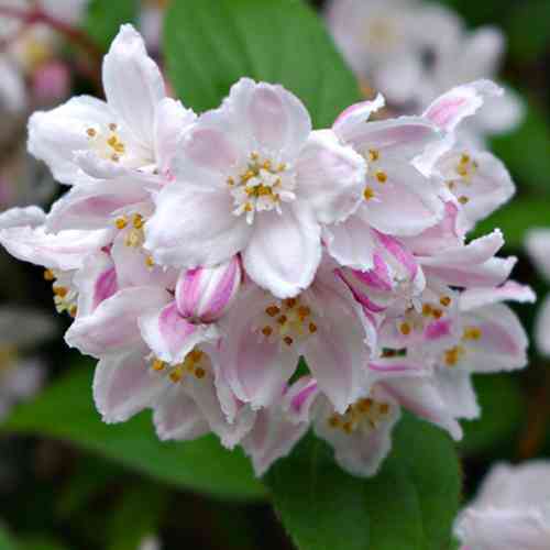 Саджанці дейції Розеа (черенкований) - 2-річний Чернівці