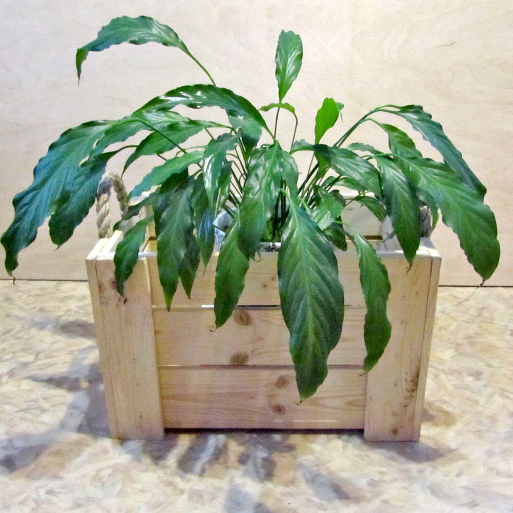 Інтер'єрний декоративний ящик "Афула" бланже Миколаїв - фото 2