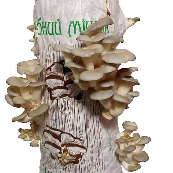 Подарунковий набір для вирощування "Українські Гливи" ( 3 мішечки ) Харків