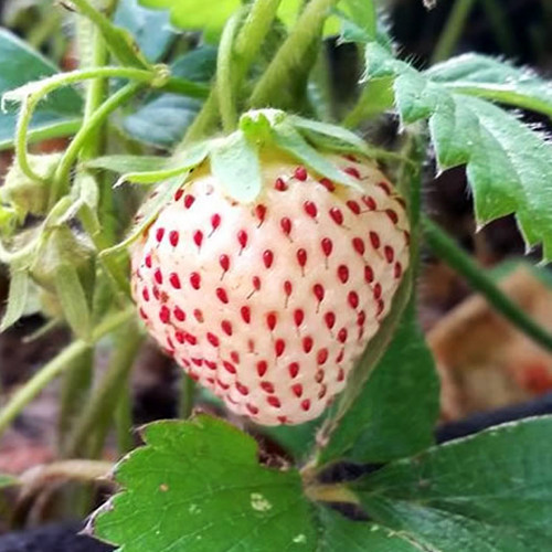 Саджанці полуниці Пайнберрі (ремонтантна) - 1-річний Чернівці - фото 1