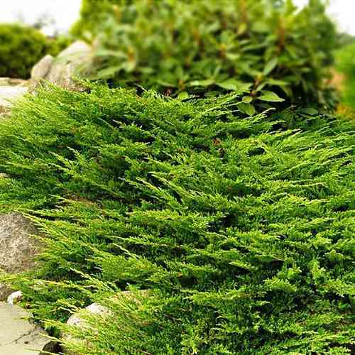 Саджанці ялівцю Уельський (черенкований) - 3-річний Чернівці