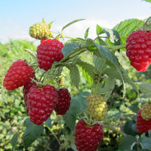 Саженцы малины Евразия (черенкованный) - 1-летний Черновцы - изображение 1