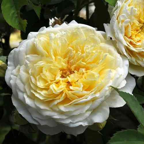 Саджанці троянд Пілігрим (привитий) - 2-річний Чернівці