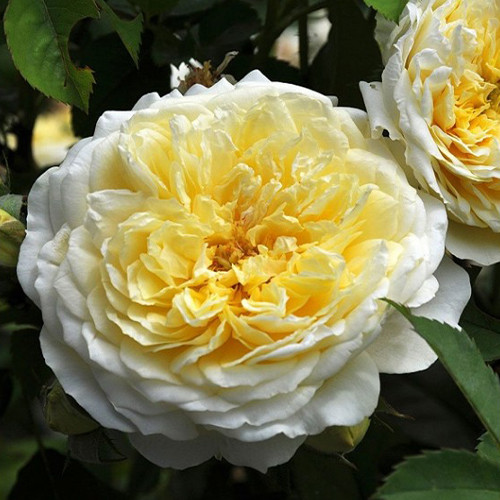 Саджанці троянд Пілігрим (привитий) - 2-річний Чернівці - фото 1