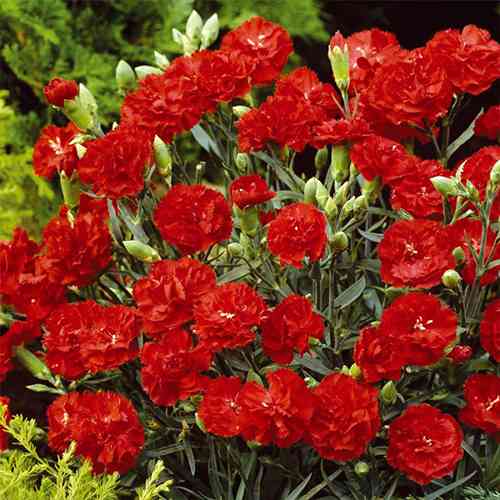 Саженцы гвоздики Шабо Красная (черенкованный) - 2-летний Черновцы