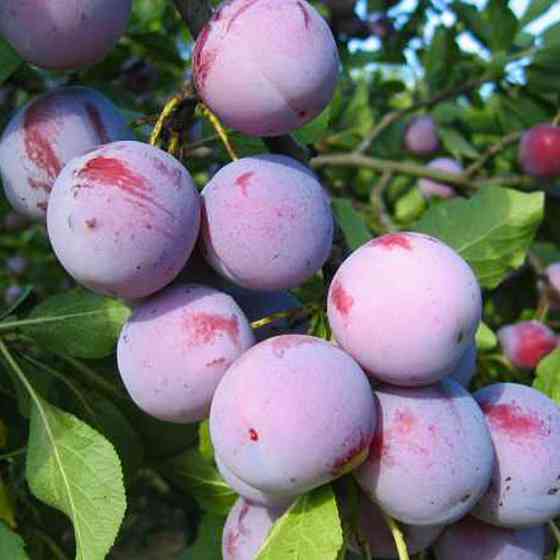 Саджанці сливи Анна Шпет (привитий) - 1-річний Чернівці