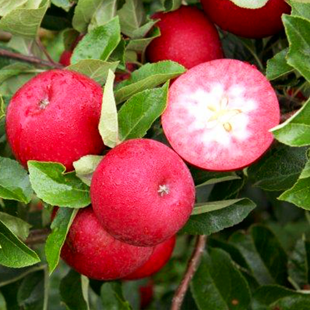 Саженцы яблони Сирена (привитый) - 1-летний Черновцы - изображение 1