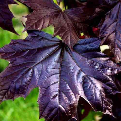 Саженцы клена на штамбе Черный Фаассен (привитый) - 2-летний Черновцы