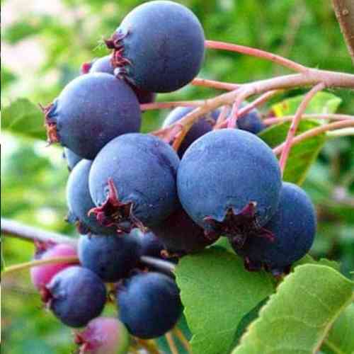 Саджанці ірги Принц Вільям - 1-річний Чернівці