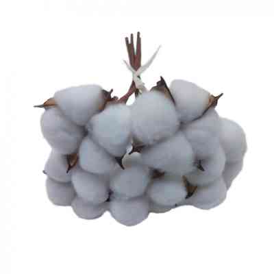 Декоративна гілка YES! Fun Бавовна 5 шт Пучок 24 см (974816) Вінниця