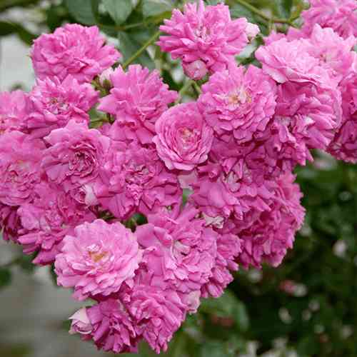 Саженцы роз Супер Дороти (привитый) - 2-летний Черновцы