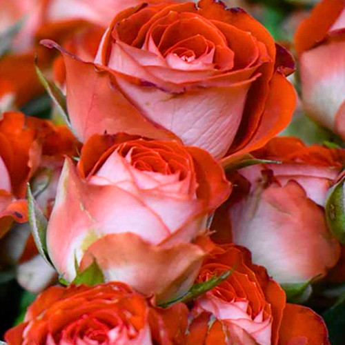 Саджанці троянд Зодіак (привитий) - 2-річний Чернівці - фото 1