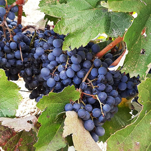 Cаджанці винограду Аладастурі (черенкований) - 2-річний Чернівці - фото 1