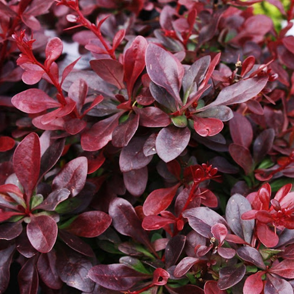 Саджанці Барбариса (червонолистий) (черенкований) Чернівці - фото 1