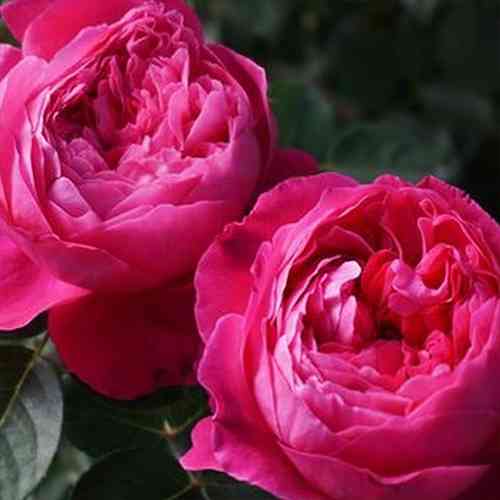 Саженцы роз Академия (привитый) - 2-летний Черновцы