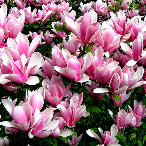 Саженцы магнолии Хевен Сцент (привитый) - 3-летний Черновцы - изображение 1