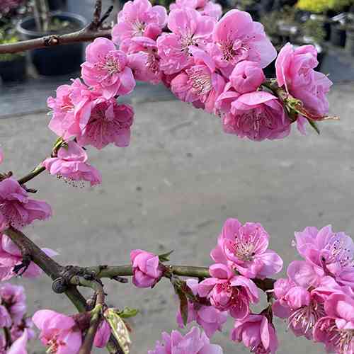 Саджанці персика на штамбі Пендула (привитий) - 2-річний Чернівці