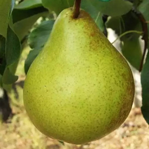 Саженцы груши Выставочная (привитый) - 1-летний Черновцы - изображение 1