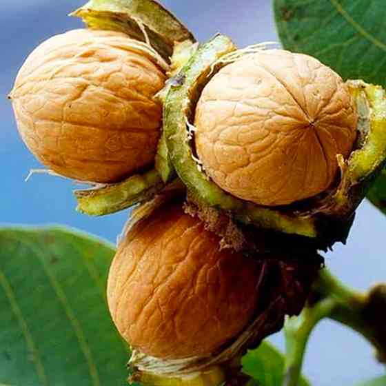 Саджанці грецького горіха Кардинал - 3-річний Чернівці