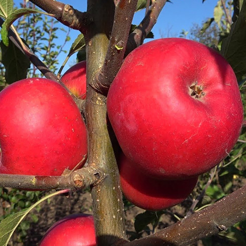 Саженцы яблони Джунами (привитый) - 2-летний Черновцы - изображение 1