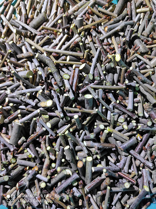 Веточки вишни, 100г master sem Киев - изображение 1