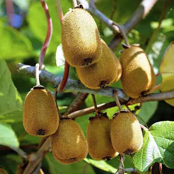 Саженцы киви Генрих (черенкованный) - 3-летний Черновцы
