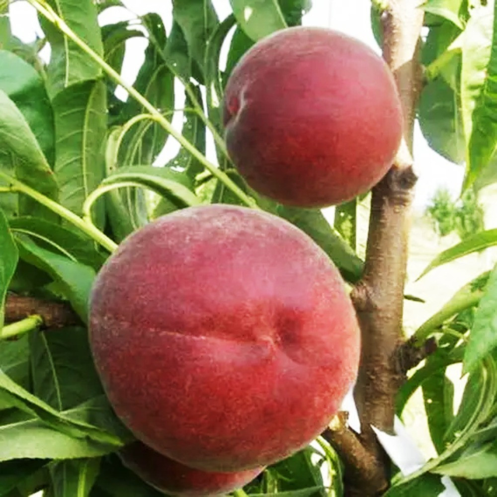 Саджанці персика Роял Маджестік (привитий) - 2-річний Чернівці - фото 1