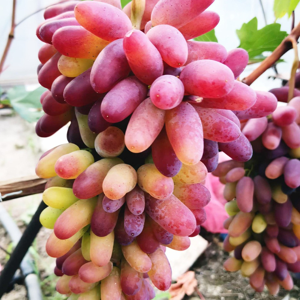 Саженцы винограда Карнавал (черенкованный) - 2-летний Черновцы - изображение 2