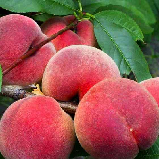 Саджанці персика Флемінг Ф'юрі 23 (привитий) - 2-річний Чернівці