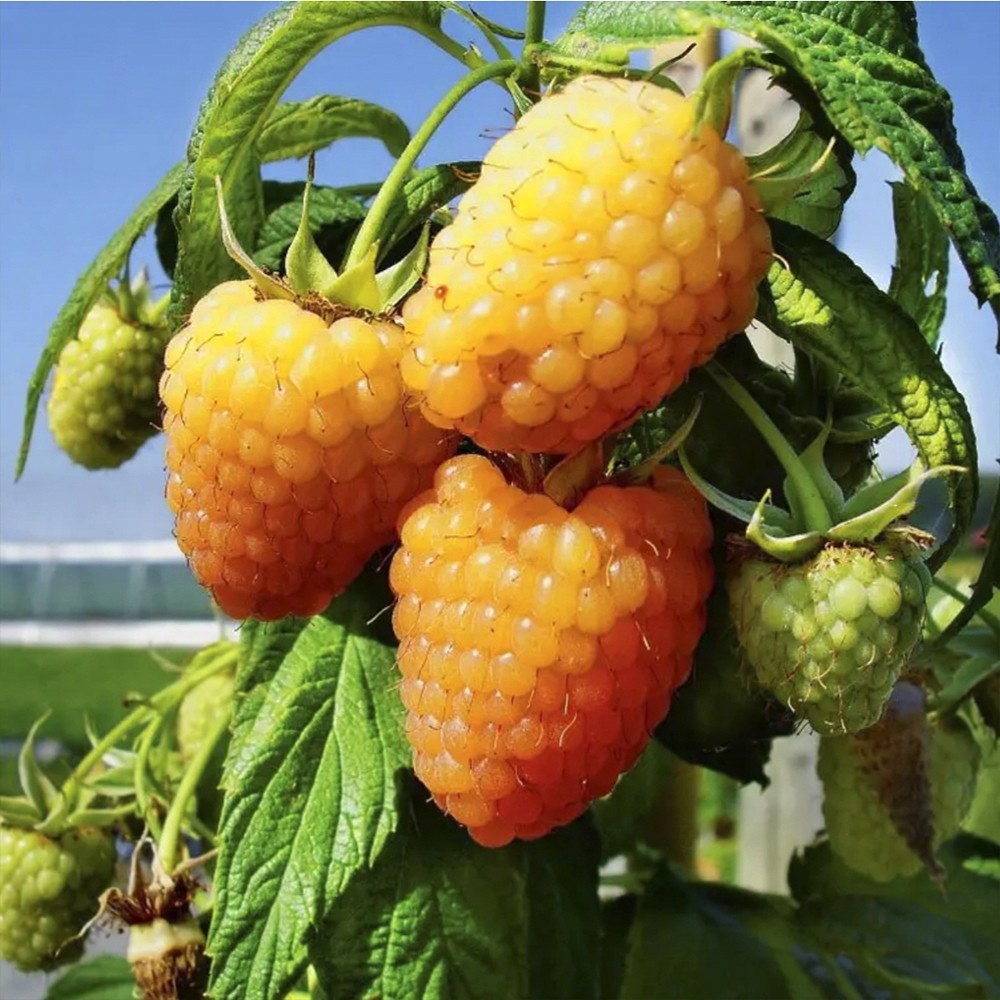 Саджанці малини Помаранчеве Чудо Чернівці - фото 3