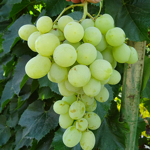 Cаджанці винограду Антоній Великий (черенкований) - 2-річний Чернівці - фото 1