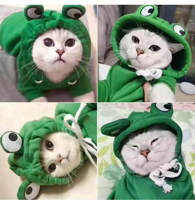 Костюм для собачок та котиків Жабка S зелений Київ - фото 4