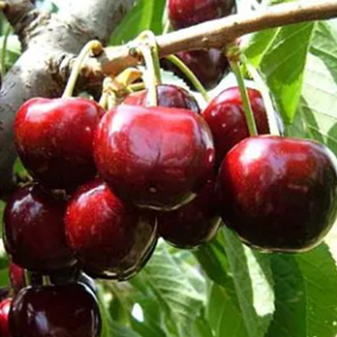 Саджанці черешні Ерлі Стар (привитий) - 1-річний Чернівці - фото 1
