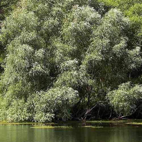 Саженцы декоративной ивы Белая (черенкованный) - 1-летний Черновцы