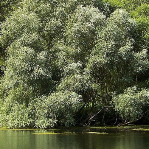 Саженцы декоративной ивы Белая (черенкованный) - 1-летний Черновцы - изображение 1