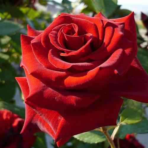 Саджанці троянд Марічка (привитий) - 2-річний Чернівці