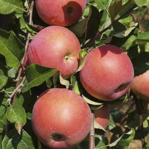 Саженцы яблони Бени Шогун (привитый) - 2-летний Черновцы