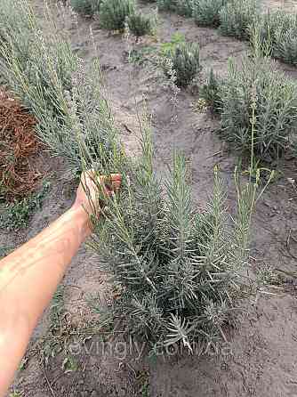 Дворічний кущик лавандину білого кольору  Едельвейс Edelweiss  діаметр до 20 см Ірпінь